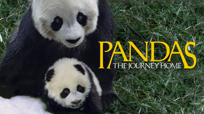 Is \'Pandas: The Journey Home\' available to watch on Netflix in ... Is \'Pandas: The Journey Home\' available to watch on Netflix in ...