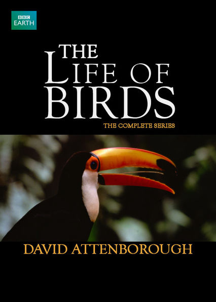 the life of birds is a bbc nature documentary s netflix