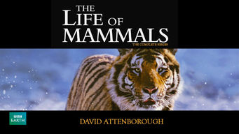Is 'The Life of Mammals' on Netflix? Where to Watch the
